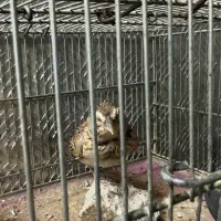 سهرت خاکی دوساله دهندار تازه صاف شاه تخم|پرنده|تهران, بازار|دیوار