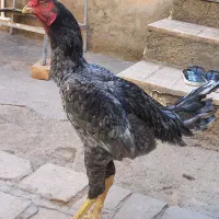 خروس لاری