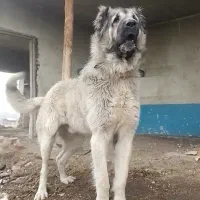 توله های سرابی از بهترین خط خونی ذات قدیم