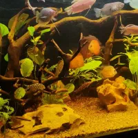 اکواریوم ماهیران|ماهی|اصفهان, بهارستان|دیوار