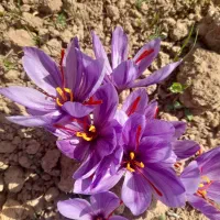 زعفران سوپر نگین درجه یک