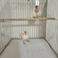 فنچ کراواتی