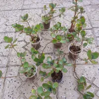 گل گل. دونه ۱۵ت|حراج|گرگان, |دیوار