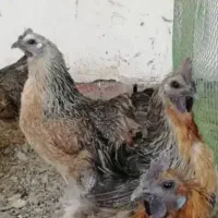 مرغ وخروس لاکندزی و ...