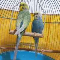 دو عدد مرغ عشق نر رنگ خاص همراه با قفس