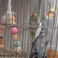 یک جفت عروس هلندی|پرنده|فردیس, فردیس|دیوار