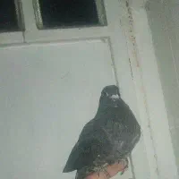 کبوتر پلاکی بزک|پرنده|صدرا-فارس, فاز ۱|دیوار