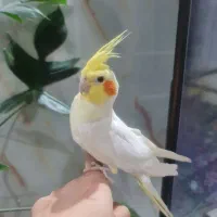 جفت عروس هلندی نر سخنگو|پرنده|هشتگرد, شهرک پامچال|دیوار