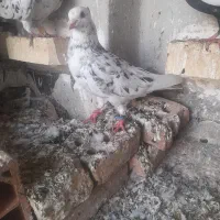 کبوتر|پرنده|آشخانه, |دیوار
