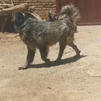 واگذاری سگ قدرجونی