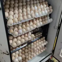 تخم مرغ نطفه دار گوشتی نژاد راس 100درصدباضمانت|حیوانات مزرعه|آزادشهر, |دیوار