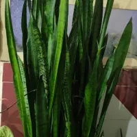 فروش گل طبیعی و زیبای سانسوریا