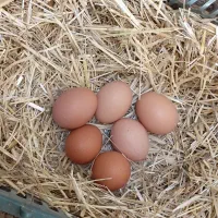 تخم نطفه دار لوهمن اصیل