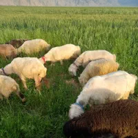 فروش میش روزگاری