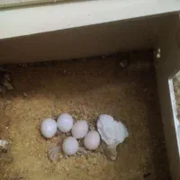 فنچ مولد شکلاتی|پرنده|تهران, شیخ هادی|دیوار