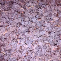 مویز درجه1 صادراتی را مستقیم از باغ دار بخر|خوردنی و آشامیدنی|شیراز, معالی‌آباد|دیوار