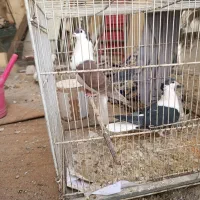 ساده افغانی کاکلی عتیقه|پرنده|مشهد, امیرآباد|دیوار