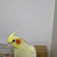 جفت عروس هلندی|پرنده|مشهد, شهرآرا|دیوار