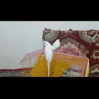 طوطی|پرنده|حویق, |دیوار