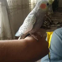 عروس هلندی نر