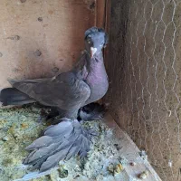 کبوتر الوان و لوتی و تهرانی هوا خور