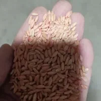 گندم بوجاری شده دیمی سم خورده