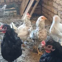 مرغ وخروس
