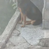 واگذاری فوری سگ ژرمن ماده اصل|سگ|زرگرشهر, |دیوار