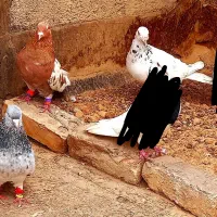 کبوتر طوقی کله سرور رنگه