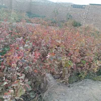 نهال پسته|خدمات باغبانی و درختکاری|شهرآباد, |دیوار