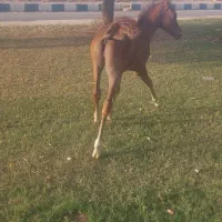 کره اسب نریان یک سر عرب شناسنامه دار