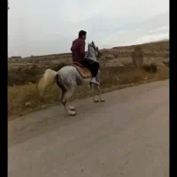 اسب|اسب و تجهیزات اسبسواری|اردبیل, |دیوار