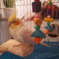 عروس هلندی ماده