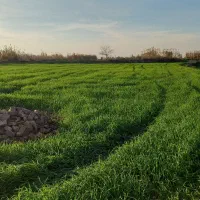 اجاره یک ساله