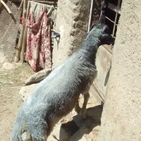 بره نره و میش بره جوان و بره ماده