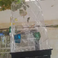 مرغ عشق|پرنده|قزوین, |دیوار