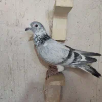 کبوتر باختی فروشی