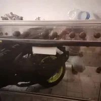 گاز فردار پادیسان