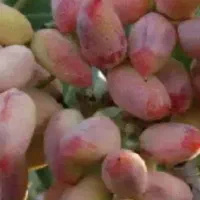 کارگر پسته چین درشهرستان باجای خواب
