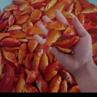 ماهی قرمز گلدفیش|ماهی|سنگر, |دیوار