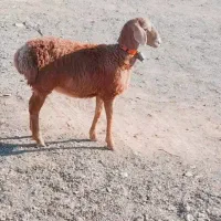 بره چینی ماده بز زایده شیر