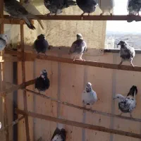 کبوتر پرشی تهرانی