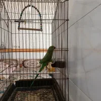 طوطی‌ملنگو|پرنده|تربت جام, شیخ احمد جامی|دیوار