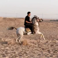 اسب مادیان ترکی