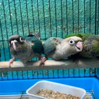 طوطی گرینچیک در انواع سایز و رنگ|پرنده|قائم‌شهر, |دیوار