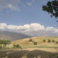 گردو چینی و بادام چینی