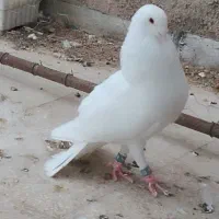 کبوتر هومر سفید