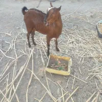 بربری دو ماه آبستن