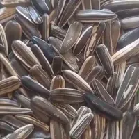 تخمه سنقری خام|خوردنی و آشامیدنی|تهران, آذری|دیوار