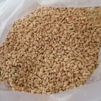 گندم پیشگام امیری